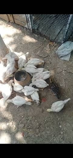 Heera Aseel chicks almost 2 months for sale.