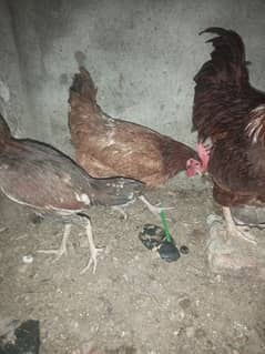 Aseel hens