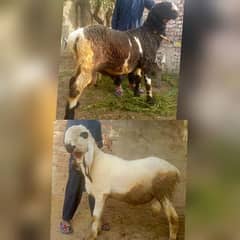 Kalja or mundra Chatra for sale full heavy weight
