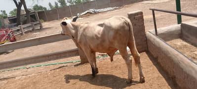 qurbani vacha