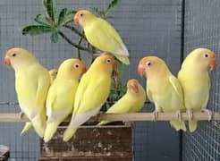 Cremino breeder pairs