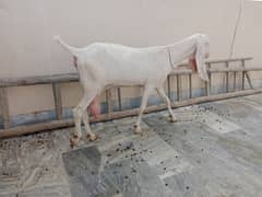 Rajanpuri gulabi