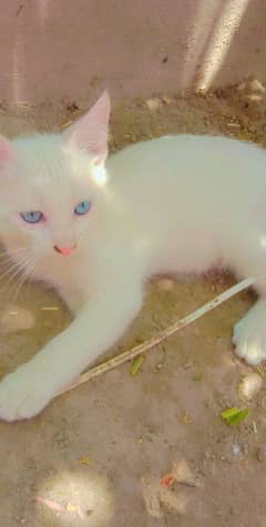Persian little kittens