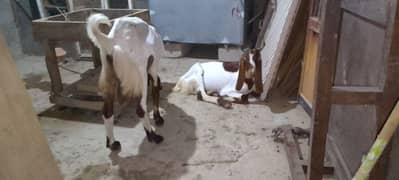 2 daath kassi bakry ki jori Available hain healthy and Active