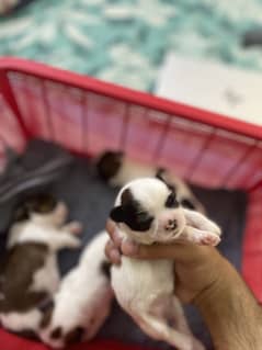 Shih tzu puppies available for booking booking price is 5000