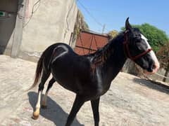 Horse sale