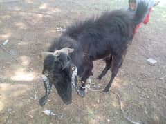 Qurbani