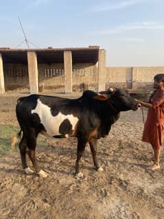 Cattle