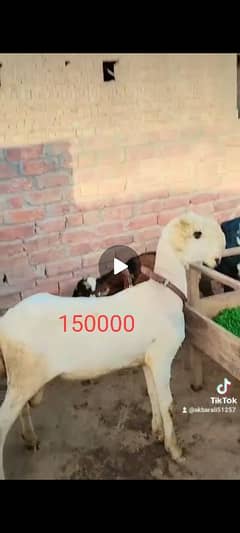 2 بھیڑوں مندرے ماشاء اللہ دونوں دوندے ہے گھر کے پلے ہوئے قربانی کے ہے