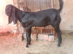Amratsari cross pure desi male breader quality
