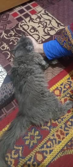 Persian Extreme punch face Male