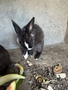 Bunny rabbits hain trio hain all for sale hain 7 months k hain