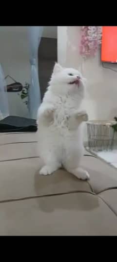Pure Persian cat