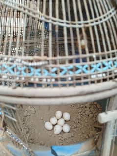 Milky White Teetar guaranteed Fertile Eggs & Breder pair wid cage eggs