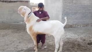 gulabi bakra for sale call on 03313380953
