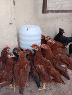 australorp|rir |black australorp | 3 month |eggs |Fertile Eggs |chick