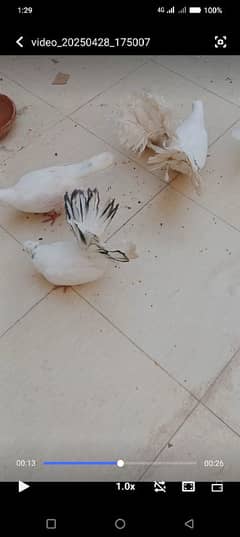 breeder pairs