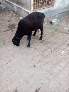 Sheep | Dumba | Goat | Goat for sale
