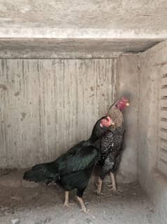 O shamoo Aseel breeder Pairs for sale
