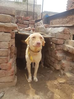 Labradog