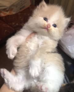 Kitten|rare colours |more tripple coat |fluffy|punch face