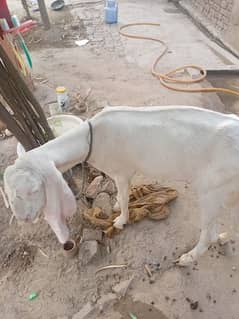 Bakrey for sale (Qurbani key liye doondey)