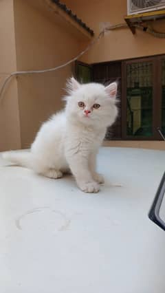 Persian kitten | Triple long coated | doll Face| cat babies