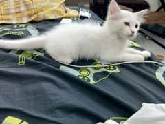 Persian cat for sell