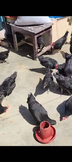 Austroloop pure Breed Available