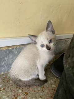 siamese kitten sale