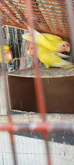 sales 3 birds