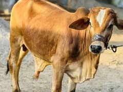 Qarbani bulls
