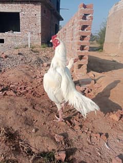 heera