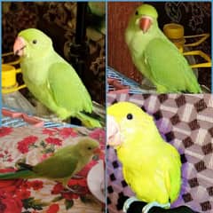 ringneck parrot 3 months .