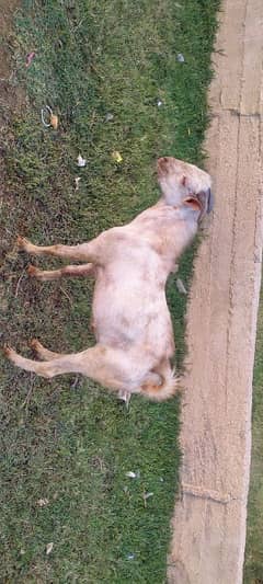 Qurbani 2025