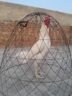 Heera male for sale top quality acha jorr ma ha