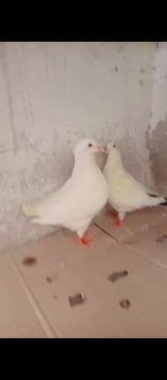 pigeon