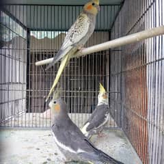 Cocktail,budgies,dasi