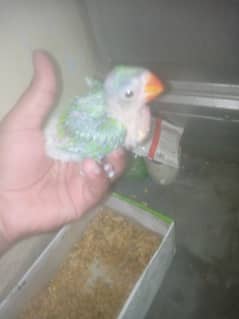 Green neck parrot chick health active for urgent sale