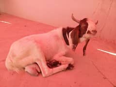 Bakra