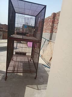 Parrots