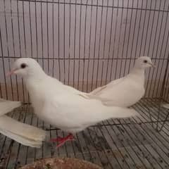 Breeder  White Dove/Khumry