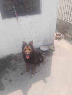 healthy active dog