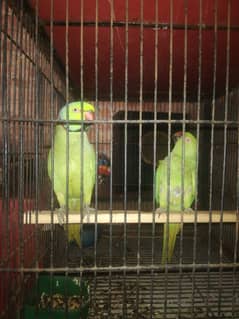pair1