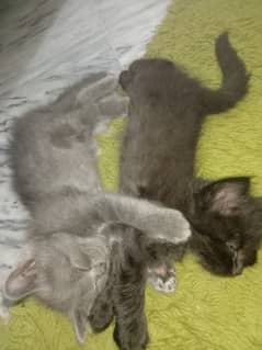 Persian kittens for sale