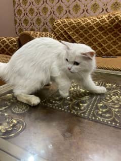 Persian
