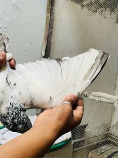 Golden pigeon for sale