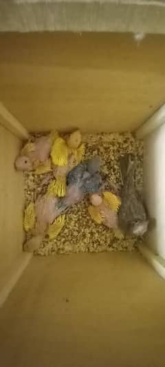 chicks