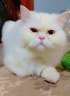 Male cat