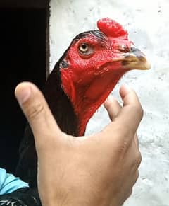 unique bird